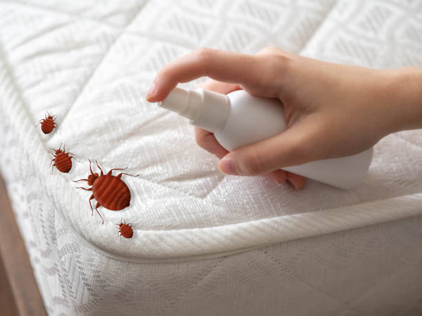 Best Flea Control Services  in Orange, TX